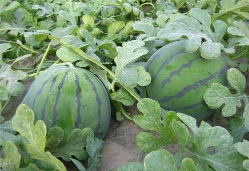 什么地方吃瓜叫杀瓜,杀瓜的别样风味