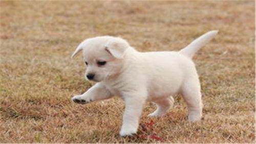 小狗可以吃白瓜,白瓜美食新选择