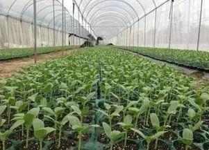 景区淡定吃瓜,游客淡定吃瓜，体验悠闲假日时光