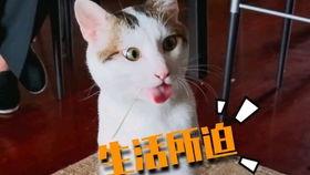 吃瓜看戏喵爷,揭秘娱乐圈幕后风云