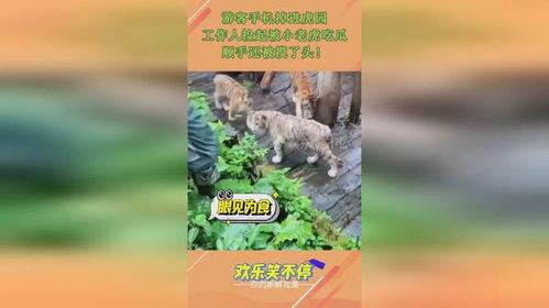 虎吃瓜,揭秘虎吃瓜背后的生态奥秘