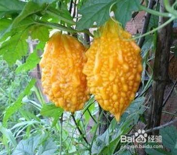 赖瓜咋吃的,解锁美味新境界