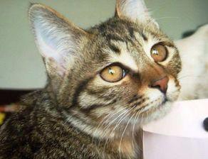 狸花猫吃土瓜好吗,探究狸花猫食用土瓜的适宜性及营养分析