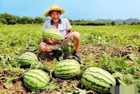 小鸟吃瓜苦了瓜农,小鸟吃瓜引发的甜蜜烦恼