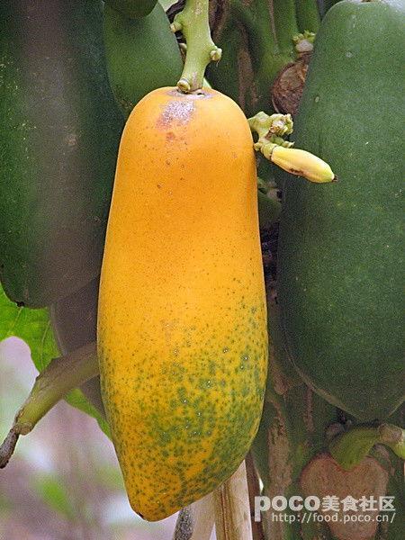 番禺沙溪吃瓜,夏日吃瓜胜地，尽享清凉时光