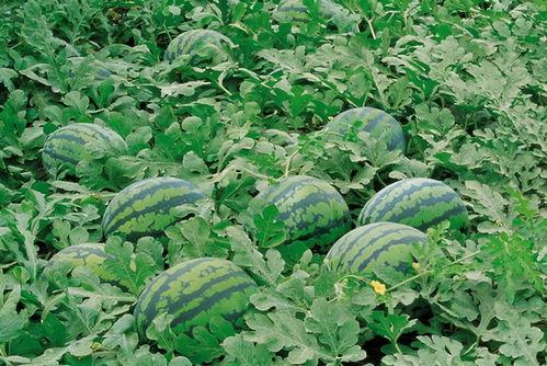 永久吃瓜群103381,一场全民参与的趣味盛宴