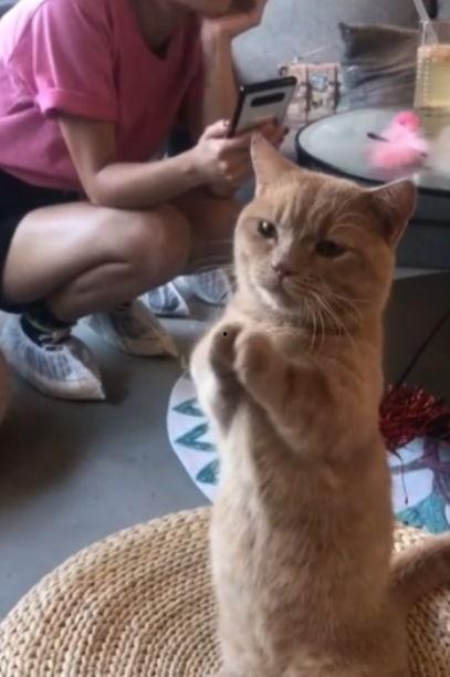 相扑猫酒店吃瓜,一场别开生面的吃瓜盛宴