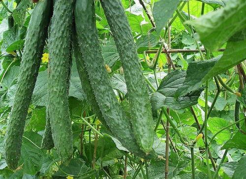 有个吃瓜网站叫什么枇,网络吃瓜文化的风向标