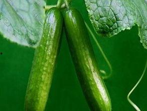 萝卜吃瓜在线观看,趣味横生，在线观看，欢乐无限