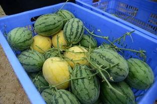 home吃瓜群,网络社交新现象背后的故事