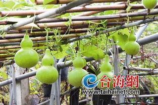 迷你葫芦瓜可以吃吗