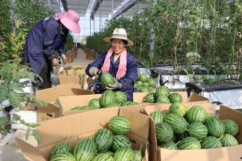 怀柔吃瓜人,一场别开生面的“吃瓜”之旅
