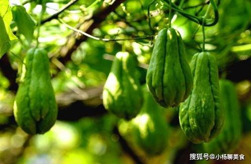 吃扶手瓜上火吗