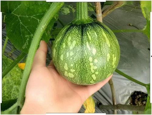 小ran吃瓜,揭秘娱乐圈那些不为人知的幕后故事