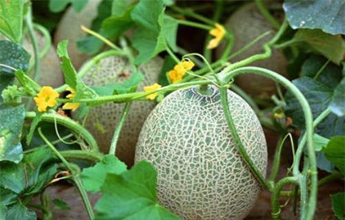 杨依依吃瓜系统,揭秘娱乐圈幕后真相