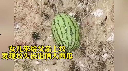 女儿坟头吃瓜,一场意外的乡村奇遇