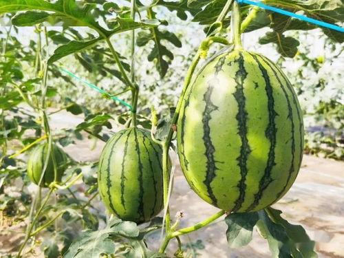 校园甜吃瓜,揭秘校园里的甜蜜八卦风云